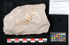 Foto (Objekt + Etikett) von Dictyopteris brongniarti Gutb. (NHMW-GEO-2024-0188-10766)